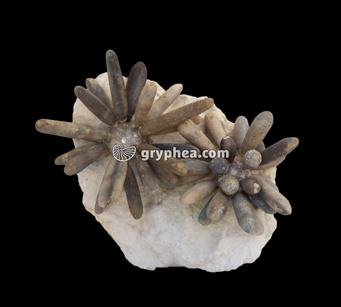 Oursins crayon fossiles (Asterocidaris koechlini et Gymnocidaris koechlini) - gryphea.com